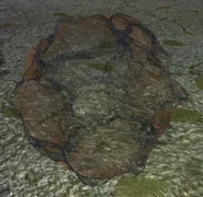 Slug dans S.T.A.L.K.E.R. Shadow of Chernobyl