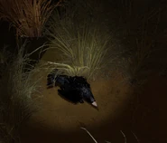 Zwłoki Wrony na ziemi