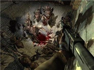 Chomik 2.jpg (25 KB) Chomiki atakujące w stadzie