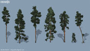 Eastern pines 1