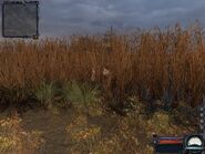 StuffInAZaporazhetsCarStart.jpg (414 KB) Hidden in the reeds.