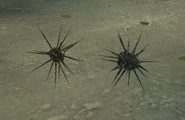 Comparison of the Thorn (left) and Crystal Thorn (right) artifacts.