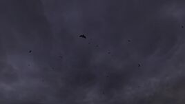 Вороны11