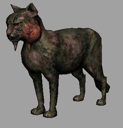 Cat2.jpg