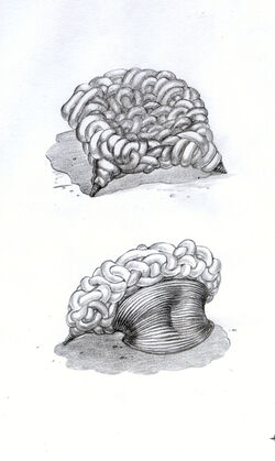 Artefact-moisey.jpg