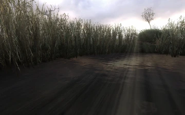 Объёмные лучи на болотце