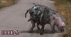 Art S2 old pig (v. 2).jpg