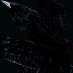 Texture-SOL Act Crow