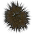 Af seaurchin icon.png