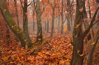 Red Forest Falling Leaves.jpg