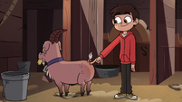 S4E34 Marco poking a pig goat's backside