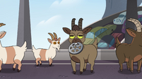 S4E27 Goats clogging up the freeway