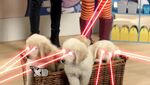 Live-action Laser puppies in one of the trailers.