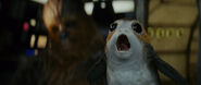 Porgs Falcon