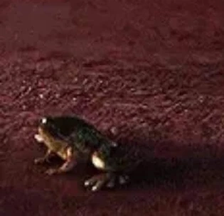 Frog