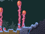 Flesh Biome