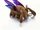 Zergling