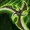 SC2 ViciousGlave Icon