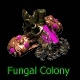 Fungal colony in the 1998 beta