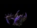 2. Zergling Leviathan Brood