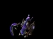 6. Zergling Cerberus