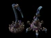 3. Spine Crawler Cerberus
