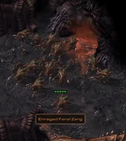 A pack of feral  and  on 