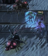 ChokerNovaKerrigan SC2-LotV Game1.jpg (766 KB) A choker stunning Nova and Kerrigan