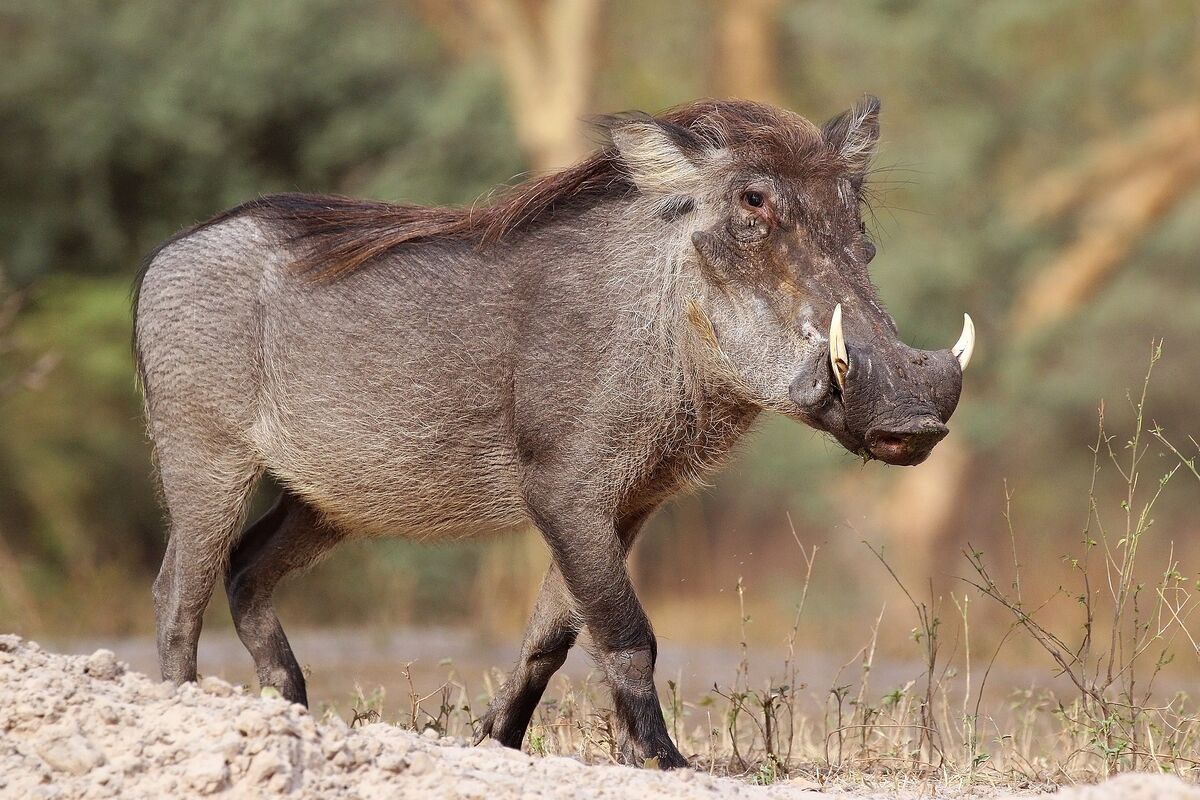 Warthog | Star-Crossed (Comic) Wiki | Fandom