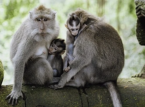 Monkey | Star-Crossed (Comic) Wiki | Fandom