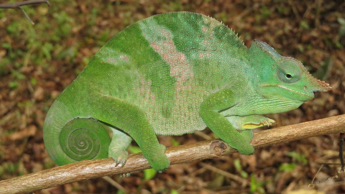 Chameleon | Star-Crossed (Comic) Wiki | Fandom