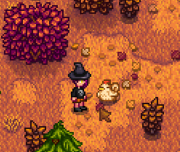 Charlie the Chicken out in the woods on her own.