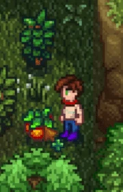 Збір гострої ягоди