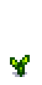 Помидор 2