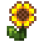 Подсолнух