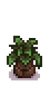 Сезонное растение 5.png