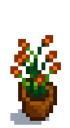 Комнатное растение 6