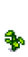 Помидор 3
