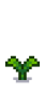 Тюльпан 4
