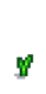 Чеснок 3