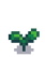 Брокколи 2