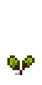 Свёкла 3