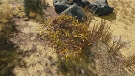 AndromasIIIFloraHavivaVine