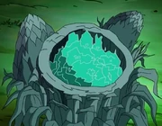 A cut open Seefa Plant.