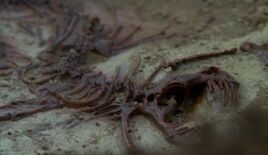 Cleo (Goa'uld)