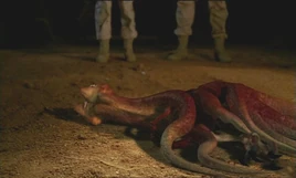 Carnivorous creature