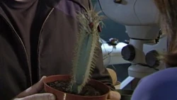 Rodneyana Villosa in its early stage