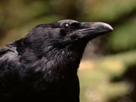 Raven