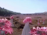 Moodshroom