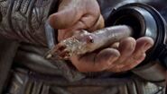 A Goa'uld larva with black eyes.[8]